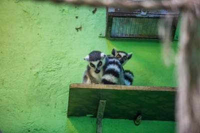 Znakomita pora na odwiedziny w krakowskim ZOO, widać co dzieje się na wybiegach - zdjęcie 28