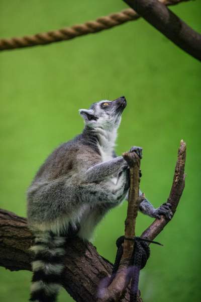 Znakomita pora na odwiedziny w krakowskim ZOO, widać co dzieje się na wybiegach - zdjęcie 27