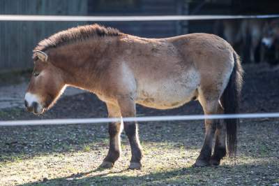 Znakomita pora na odwiedziny w krakowskim ZOO, widać co dzieje się na wybiegach - zdjęcie 21