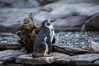 Znakomita pora na odwiedziny w krakowskim ZOO, widać co dzieje się na wybiegach - zdjęcie 35