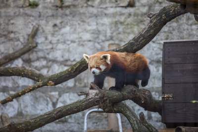 Znakomita pora na odwiedziny w krakowskim ZOO, widać co dzieje się na wybiegach - zdjęcie 40