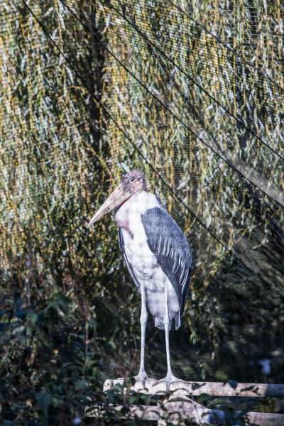 Znakomita pora na odwiedziny w krakowskim ZOO, widać co dzieje się na wybiegach - zdjęcie 39