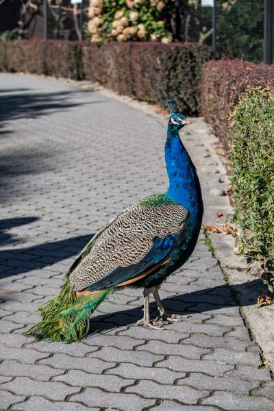 Znakomita pora na odwiedziny w krakowskim ZOO, widać co dzieje się na wybiegach - zdjęcie 45