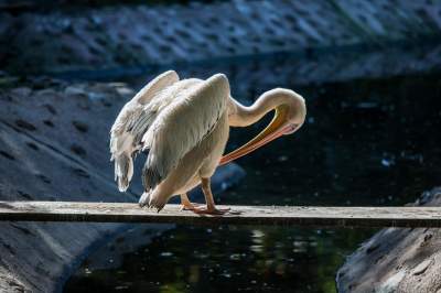 Znakomita pora na odwiedziny w krakowskim ZOO, widać co dzieje się na wybiegach - zdjęcie 9