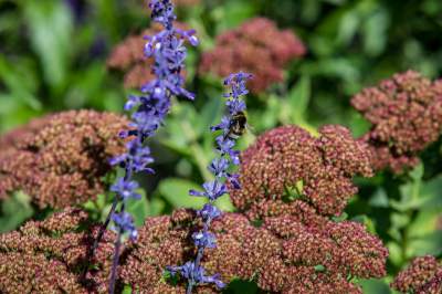 Znakomita pora na odwiedziny w krakowskim ZOO, widać co dzieje się na wybiegach - zdjęcie 46