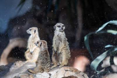 Znakomita pora na odwiedziny w krakowskim ZOO, widać co dzieje się na wybiegach - zdjęcie 6