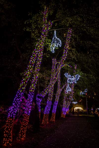 To miejsce uwielbiają nie tylko dzieci, ogród świateł znów zachwyca - zdjęcie 24