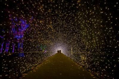 To miejsce uwielbiają nie tylko dzieci, ogród świateł znów zachwyca - zdjęcie 2