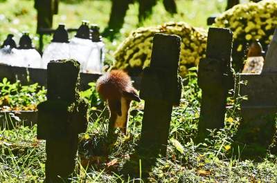 Najstarsza, wciąż czynna krakowska nekropolia. Wyjątkowy cmentarz - zdjęcie 34