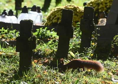 Najstarsza, wciąż czynna krakowska nekropolia. Wyjątkowy cmentarz - zdjęcie 33