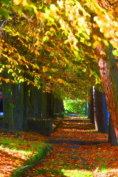 Najstarsza, wciąż czynna krakowska nekropolia. Wyjątkowy cmentarz - zdjęcie 30