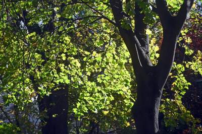 W tym roku liście trzymają się mocniej, dłuższa złota polska jesień - zdjęcie 12