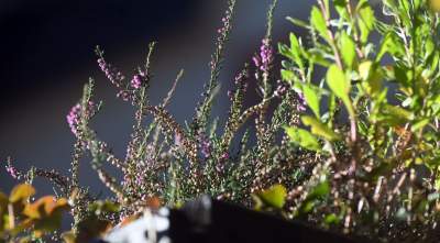 W tym roku liście trzymają się mocniej, dłuższa złota polska jesień - zdjęcie 24