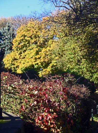 W tym roku liście trzymają się mocniej, dłuższa złota polska jesień - zdjęcie 23