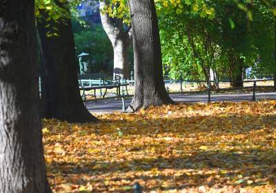 W tym roku liście trzymają się mocniej, dłuższa złota polska jesień - zdjęcie 5