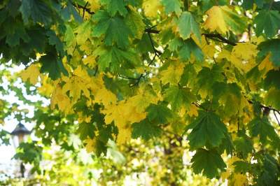 W tym roku liście trzymają się mocniej, dłuższa złota polska jesień - zdjęcie 26