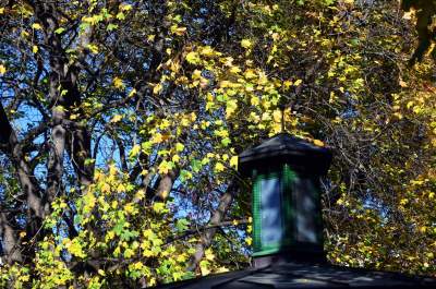 W tym roku liście trzymają się mocniej, dłuższa złota polska jesień - zdjęcie 27