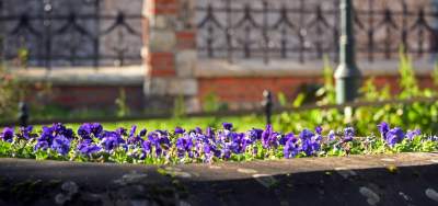 W tym roku liście trzymają się mocniej, dłuższa złota polska jesień - zdjęcie 21
