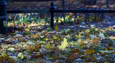 W tym roku liście trzymają się mocniej, dłuższa złota polska jesień - zdjęcie 7