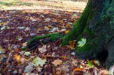 W tym roku liście trzymają się mocniej, dłuższa złota polska jesień - zdjęcie 16