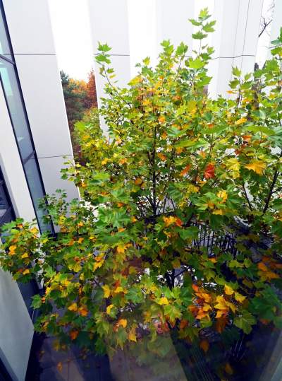 Nowa hala sportowa AGH, a w środku rośnie drzewo - zdjęcie 7