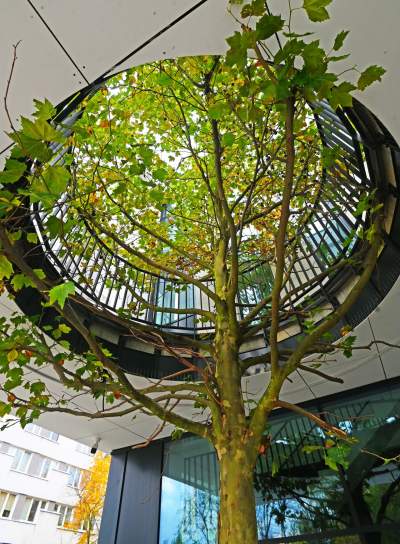 Nowa hala sportowa AGH, a w środku rośnie drzewo - zdjęcie 3