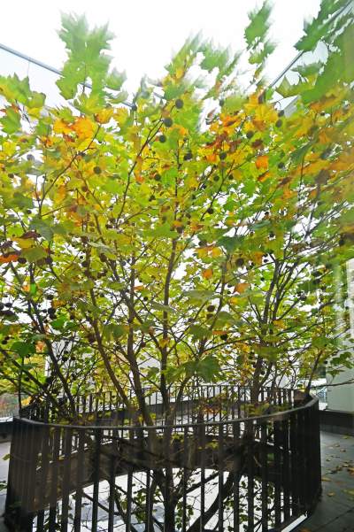 Nowa hala sportowa AGH, a w środku rośnie drzewo - zdjęcie 6