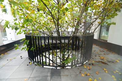 Nowa hala sportowa AGH, a w środku rośnie drzewo - zdjęcie 4