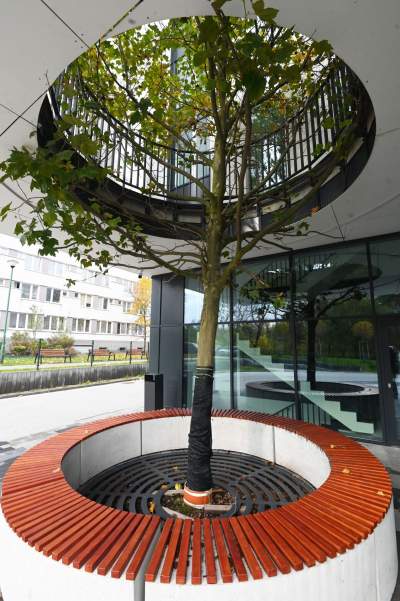 Nowa hala sportowa AGH, a w środku rośnie drzewo - zdjęcie 2