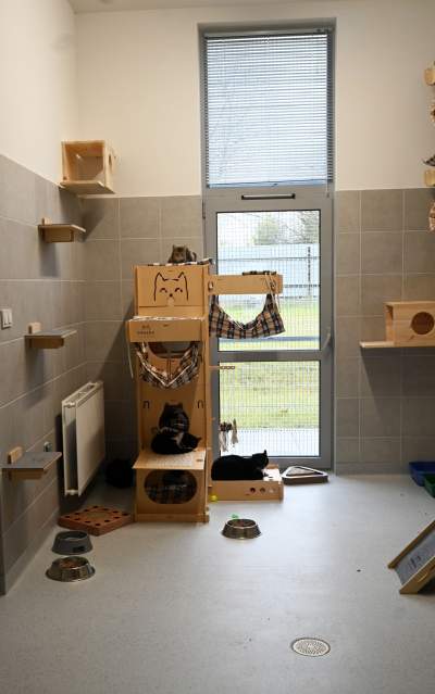 Rewelacyjny pawilon dla bezdomnych kotów. Istne kocie szaleństwo - zdjęcie 9