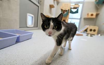 Rewelacyjny pawilon dla bezdomnych kotów. Istne kocie szaleństwo - zdjęcie 16