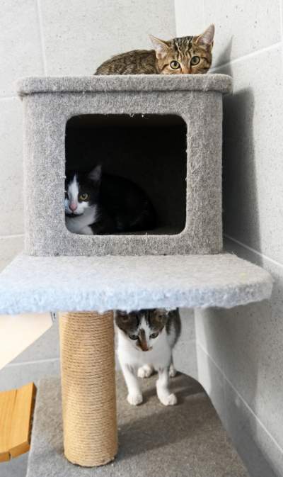 Rewelacyjny pawilon dla bezdomnych kotów. Istne kocie szaleństwo - zdjęcie 31