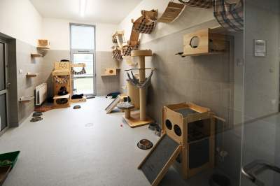 Rewelacyjny pawilon dla bezdomnych kotów. Istne kocie szaleństwo - zdjęcie 7