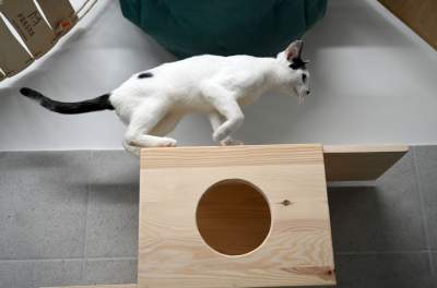 Rewelacyjny pawilon dla bezdomnych kotów. Istne kocie szaleństwo - zdjęcie 21