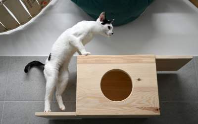 Rewelacyjny pawilon dla bezdomnych kotów. Istne kocie szaleństwo - zdjęcie 18