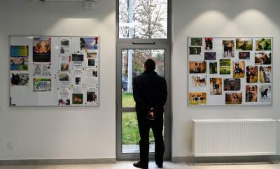 Rewelacyjny pawilon dla bezdomnych kotów. Istne kocie szaleństwo - zdjęcie 35