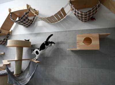 Rewelacyjny pawilon dla bezdomnych kotów. Istne kocie szaleństwo - zdjęcie 10