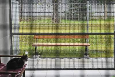 Rewelacyjny pawilon dla bezdomnych kotów. Istne kocie szaleństwo - zdjęcie 28