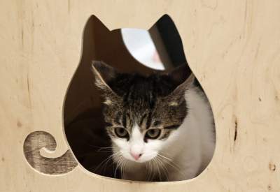 Rewelacyjny pawilon dla bezdomnych kotów. Istne kocie szaleństwo - zdjęcie 6