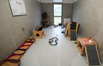 Rewelacyjny pawilon dla bezdomnych kotów. Istne kocie szaleństwo - zdjęcie 3