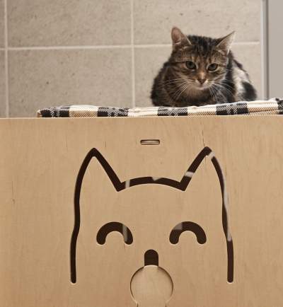 Rewelacyjny pawilon dla bezdomnych kotów. Istne kocie szaleństwo - zdjęcie 11