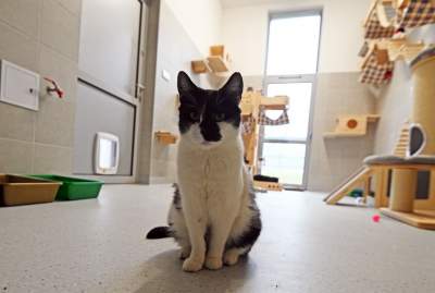 Rewelacyjny pawilon dla bezdomnych kotów. Istne kocie szaleństwo - zdjęcie 8