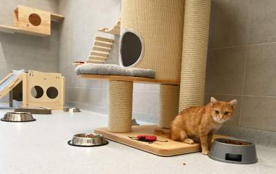 Rewelacyjny pawilon dla bezdomnych kotów. Istne kocie szaleństwo - zdjęcie 19