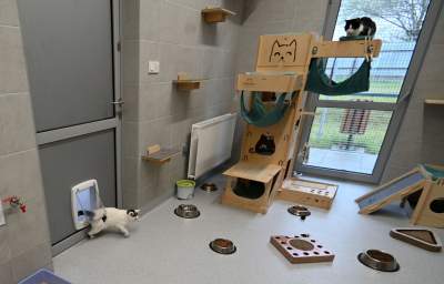 Rewelacyjny pawilon dla bezdomnych kotów. Istne kocie szaleństwo - zdjęcie 15