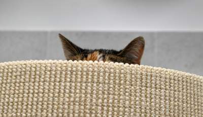 Rewelacyjny pawilon dla bezdomnych kotów. Istne kocie szaleństwo - zdjęcie 25