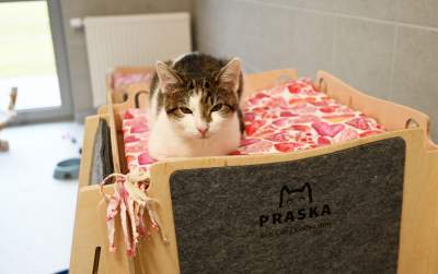 Rewelacyjny pawilon dla bezdomnych kotów. Istne kocie szaleństwo - zdjęcie 5