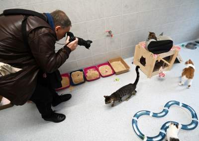 Rewelacyjny pawilon dla bezdomnych kotów. Istne kocie szaleństwo - zdjęcie 4