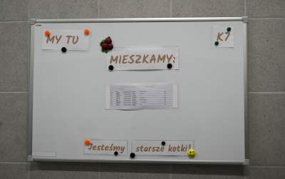 Rewelacyjny pawilon dla bezdomnych kotów. Istne kocie szaleństwo - zdjęcie 30