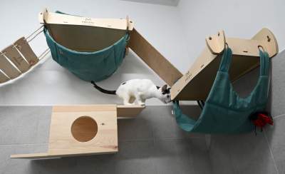 Rewelacyjny pawilon dla bezdomnych kotów. Istne kocie szaleństwo - zdjęcie 20