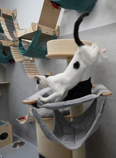 Rewelacyjny pawilon dla bezdomnych kotów. Istne kocie szaleństwo - zdjęcie 24